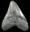 Huge, Megalodon Tooth - South Carolina #49935-1